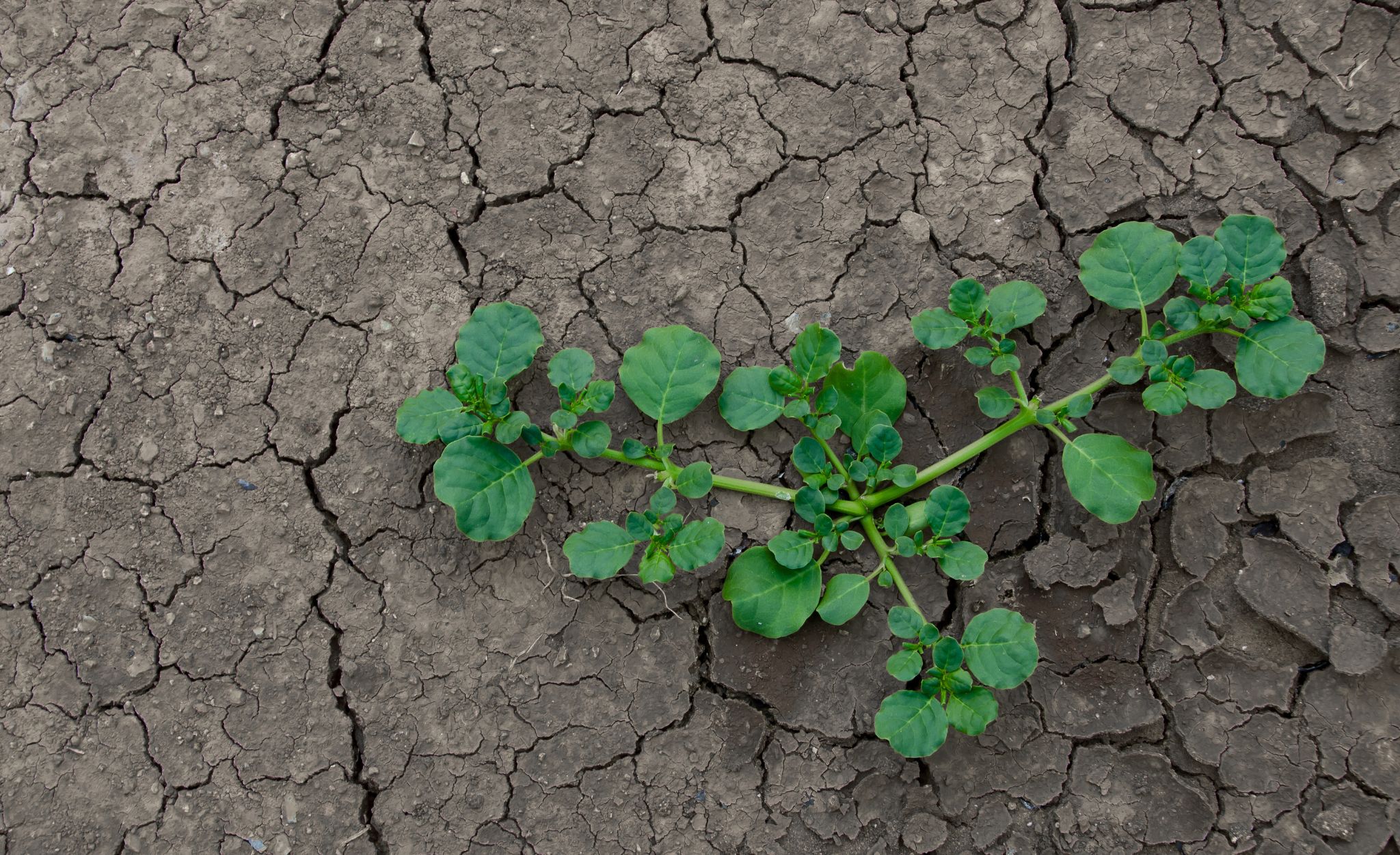 Trust in carbon credits regrowing in a desert of misinformation